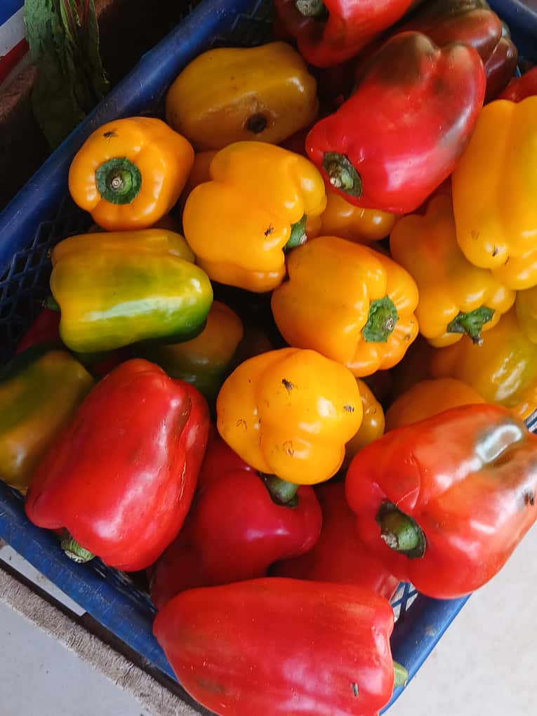 Small Bell Peppers