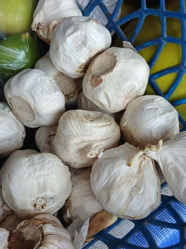 Garlic